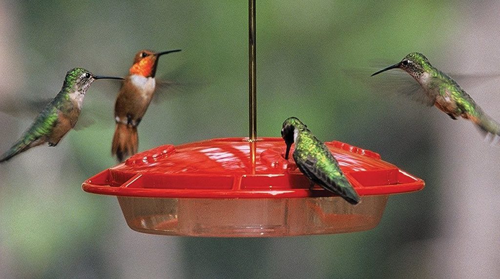 Top 10 Best Hummingbird Feeders In 2108
