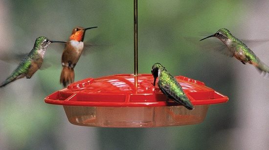 Top 10 Best Hummingbird Feeders In 2108